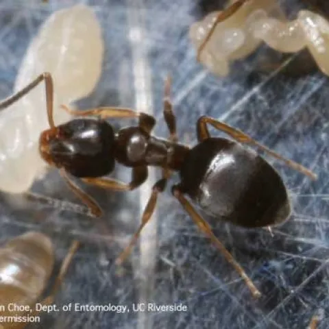 Odorous house ant. (Photo by Dong-Hwan Choe)
