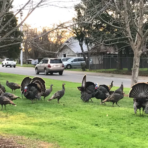 A flock of wild turkeys in a residential neighborhood.<br>(Credit: K Windbiel-Rojas)