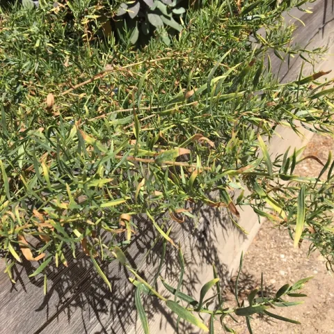 Photo By Linda Lewis Griffith