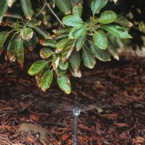 avocado irrigation 2