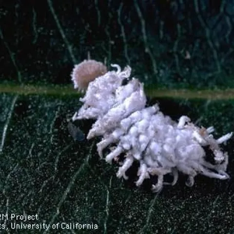 mealybug destroyer