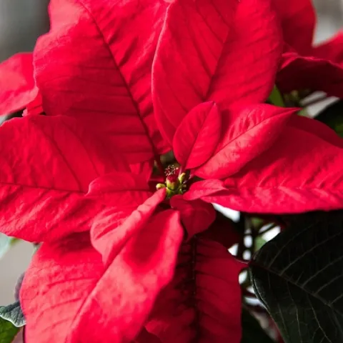 free image on Pixabay-Poinsettia, Plant, Red Flower
