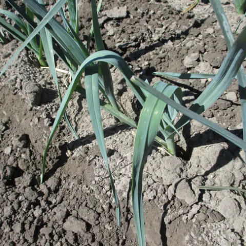 Photo 2. Leaf bending caused by Caparol and Lorox