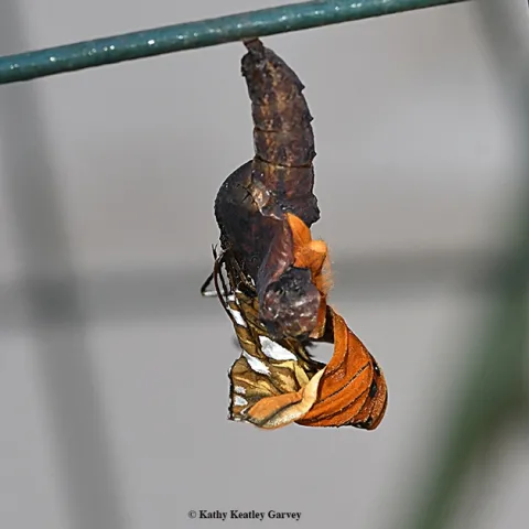 A Gulf Fritillary butterfly that never eclosed. (Photo by Kathy Keatley Garvey)