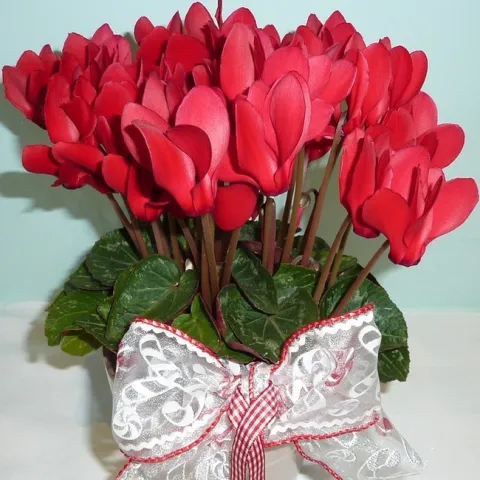 Red cyclamen with bow. (pixabay.com)
