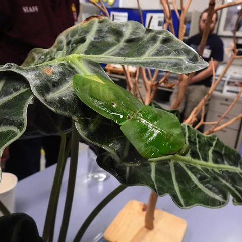 A tropical praying mantis, Choeradodis stalii: camouflaged. Lohit Garikipati displayed five of his female praying mantids. (Photo by Kathy Keatley Garvey)