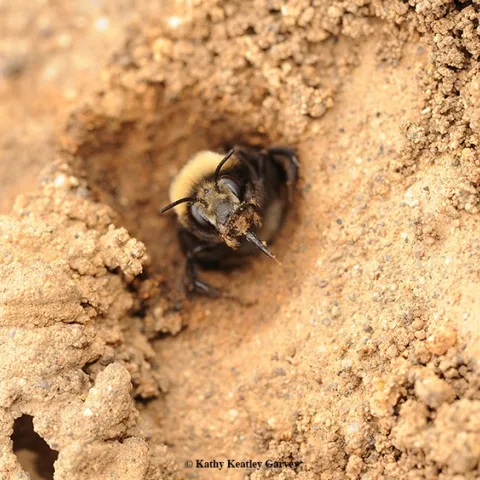A digger bee, Anthophora bomboides, at Bodega Head, Sonomoa County. This is a solitary ground nesting bee. (Photo by Kathy Keatley Garvey)