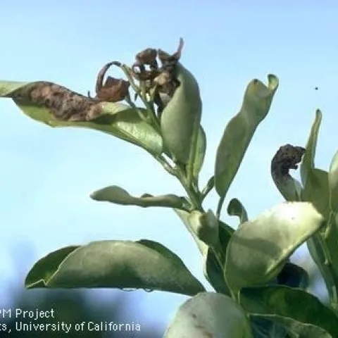 Frost damaged citrus leaves by Jack Kelly Clark, UC ANR