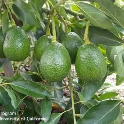 avocado cluster kosina