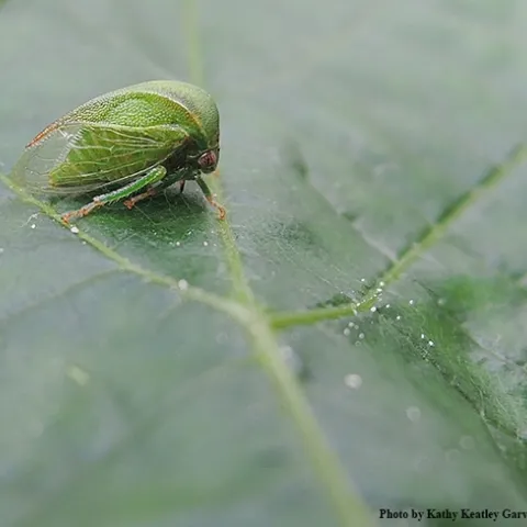 The three-cornered alfalfa leaf hopper, Spissistilus festinus, transmits the grapevine red blotch virus. (Photo by Kathy Keatley Garvey)