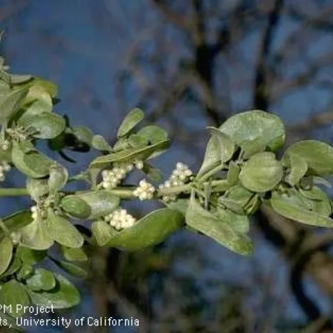 Foliage and fruit of broadleaf mistletoe.<br>(Credit: Jack Kelly Clark)