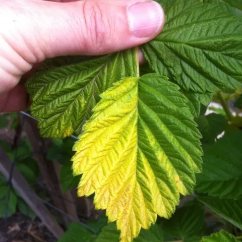 Yellowing of raspberry leaf on one side deriving from heat stress.