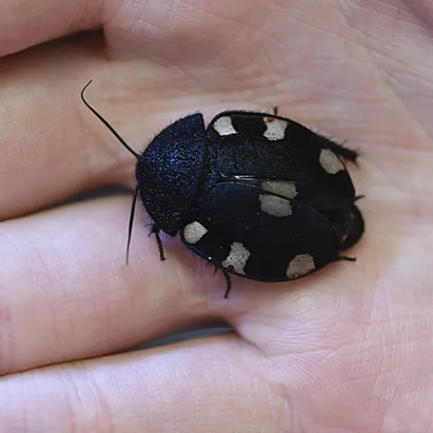 The Indian domino cockroach is part of the live "petting zoo" at the Bohart Museum of Entomology. (Photo by Kathy Keatley Garvey)