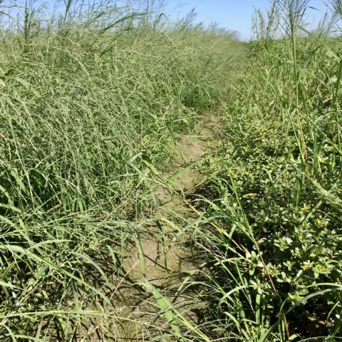 Figure 2. Wet soil and water loving grassy weeds. Yes, there are tomatoes here too.