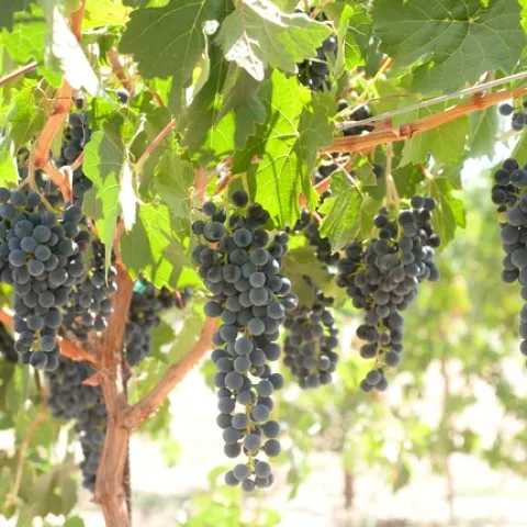Camminare noir has characteristics of cabernet sauvignon and petite sirah.