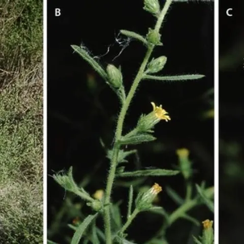 Stinkwort (A) is a late-season winter annual. The aromatic leaves (B) have sticky hairs covered in resin. Flowering (C) occurs late summer, in response to day length.