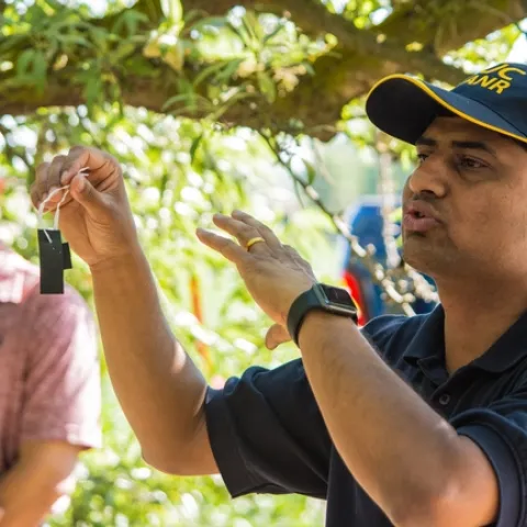 UC scientists help the ag industry face pest problems on their farms and ranches. (Photo: Michael Rosenblum)