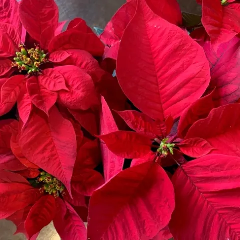 Poinsettias