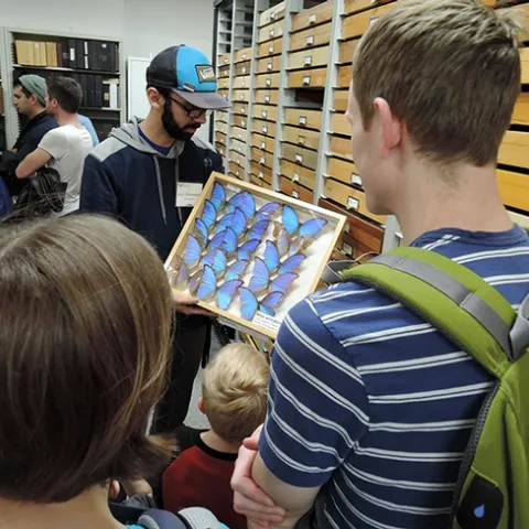 UC Davis entomology alumnus Joel Hernandez shows morpho butterflies to visitors at the Bohart Museum of Entomology during the 2019 UC Davis Biodiversity Museum Day. (Photo by Kathy Keatley Garvey)