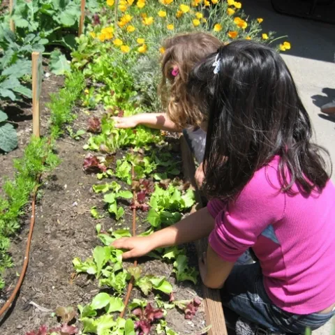 School Gardens