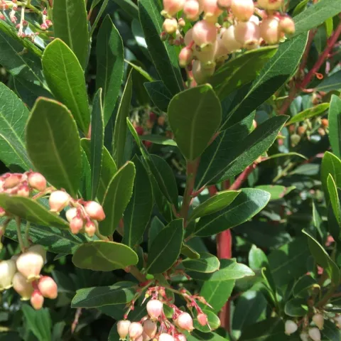 Photo by Leslie Stevens