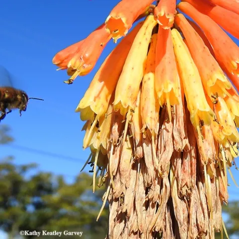 A honey bee heads for a winter flowering plant, Kniphofia, in Napa, on Saturday, Dec. 28. (Photo by Kathy Keatley Garvey)
