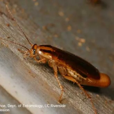 Female German cockroach with ootheca. (Credit: DH Choe)