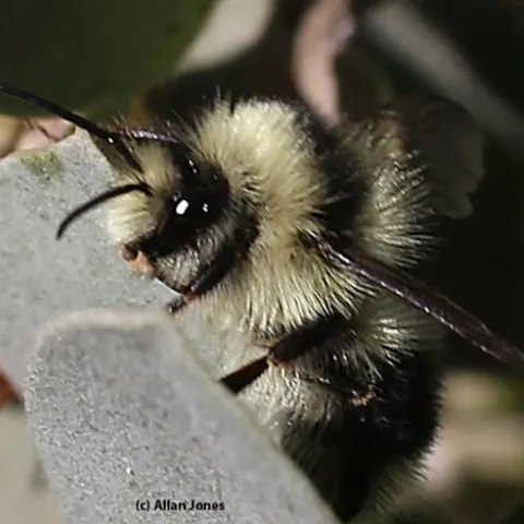 The 2017 winner: Allan Jones photographed this Bombus melanopygus on manzanita on Jan. 27 in the UC Davis Arboretum.