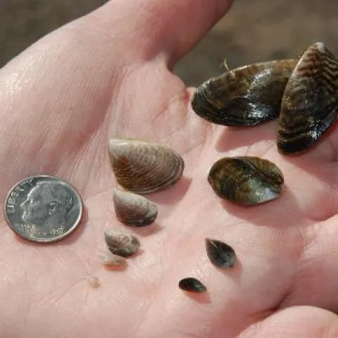 Quagga mussels at different stages of development. (Photo: California Department Fish and Wildlife)