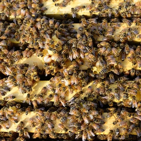 The focus of this new USDA-ARS honey bee research program is to develop technology that improves colony survivorship through long-term studies of multiple stress factors. (Photo by Kathy Keatley Garvey)