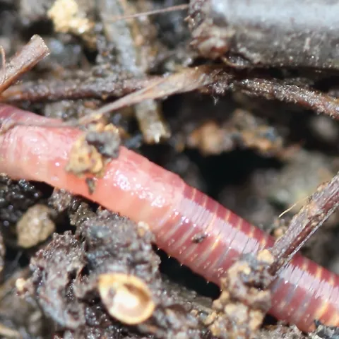 A red wiggler worm moves through substrate during composting process. (Photo: Holger Casselmann, Wikimedia Commons)