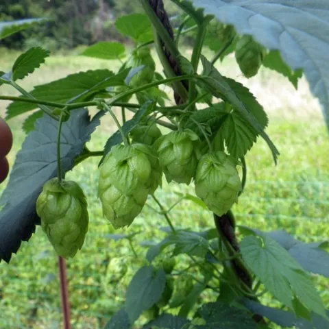 hops flowers
