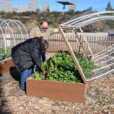 San Bernardino County Master Gardeners Bob and Sharon Yocum insepect veggies at Crafton Hills garden in Yucaipa.