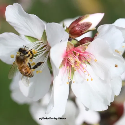Beekeepers are gearing up for the California almond polination season, which usually starts around Feb. 14. Here, in this file photo, an industrious bee forages on an almond blossom. (Photo by Kathy Keatley Garvey)
