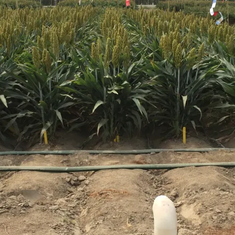EPICON sorghum field. Understanding how sorghum survives harsh conditions could help researchers identify cereal crop cultivars that are more resilient to climate change. (Photo: Peggy Lemaux)