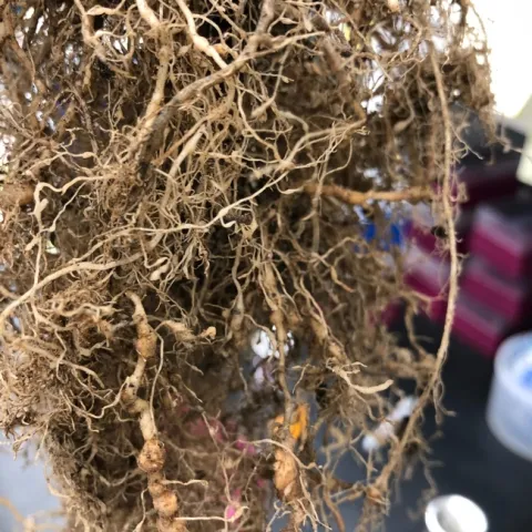 These tomato roots have been infected with southern root-knot nematodes (Meloidogyne incognita). The microscopic roundworms form galls or "knots" where they feed, ultimately stunting the plants and reducing yield.(Image by Murli Manohar, a senior research associate at BTI)