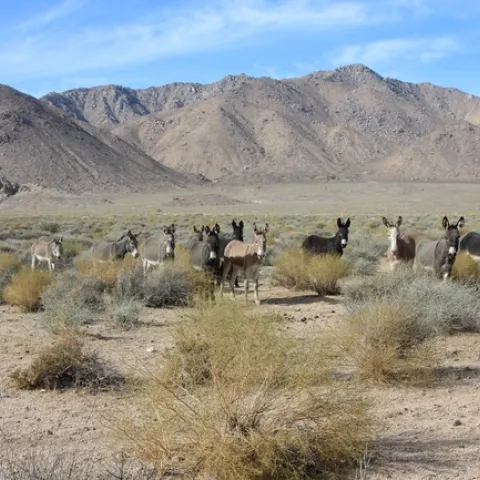 A group of burros in Death Valley National Park. (Photo: National Park Service)