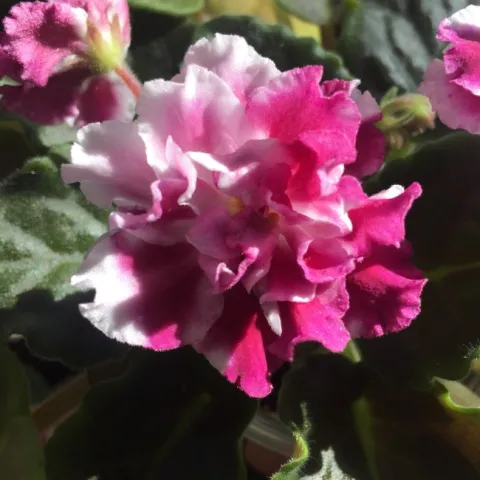 'Frosty Cherry' African Violet (photo by Jennifer Baumbach)