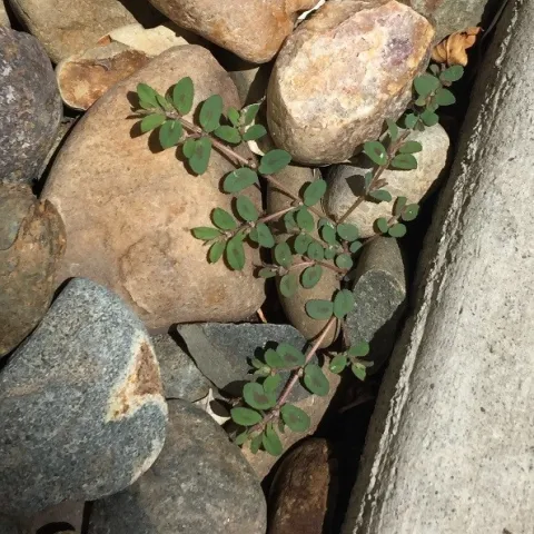 Small spurge plant. (photo by David Bellamy)