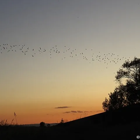 Mexican free-tailed batsleaving Yolo Causeway at dusk on Sept. 10, 2019. (Photo by Kathy Keatley Garvey)