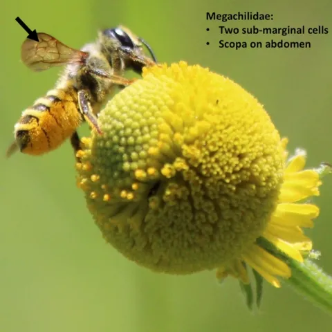 Picture of leaf cutter bee showing wing venation