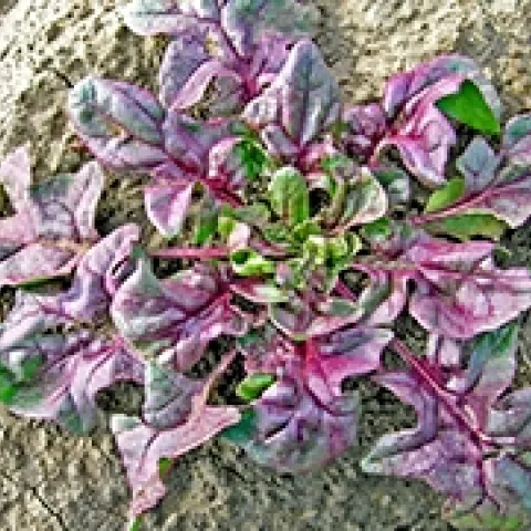 USDA Red spinach