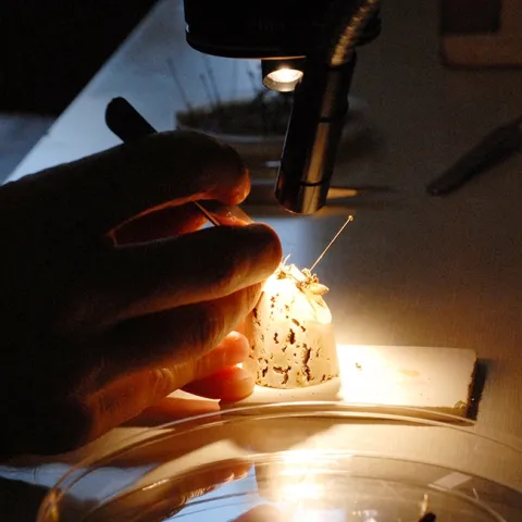 Eight microscopes will be available at the Bohart Museum of Entomology open house on Jan. 18. Visitors can view the research projects of doctoral students. (Photo by Kathy Keatley Garvey)