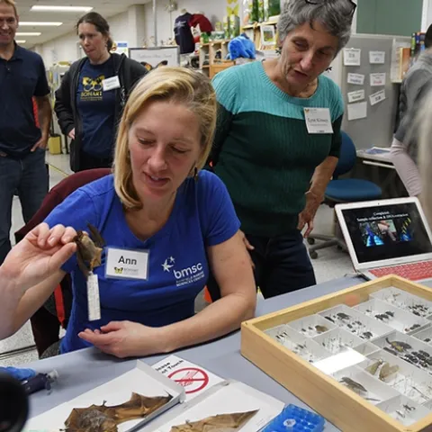Doctoral student Ann Holmes holds up a bat specimen. Next to her is Lynn Kimsey, director of the Bohart Museum and professor of entomology at UC Davis. (Photo by Kathy Keatley Garvey)
