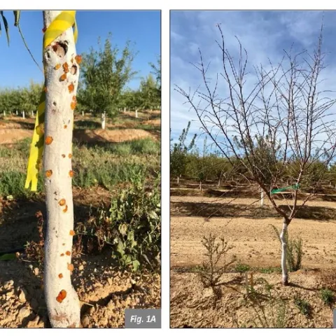Figure. 1 Herbicide damage in 2nd leaf almonds. Glufosinate + Glyphosate (1.5 + 2.75lbs/ac). Fig. 1A shows trunk gummosis observed 5 weeks after treatment. Fig. 1B shows complete defoliation of the same tree 12 weeks after treatment.