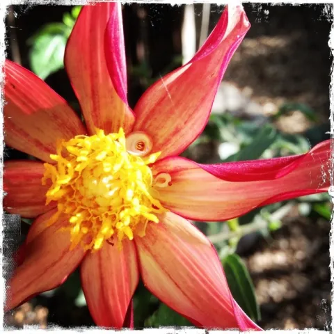 Dahlia. photo by Jennifer Baumbach