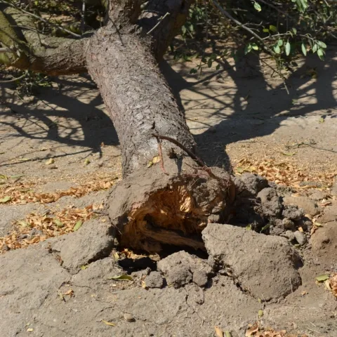 A fallen almond tree that was weakened by Ganoderma fungus. (Photo: Bob Johnson)
