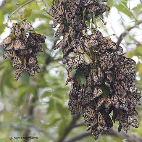 Overwintering monarchs in the Berkeley Aquatic Park on Nov. 30, 2015. (Photo by Kathy Keatley Garvey)