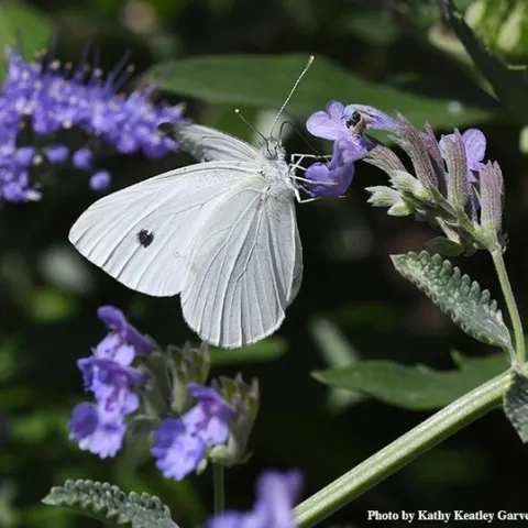 A cabbage white butterfly, Pieris rapae, nectaring on catmint last summer in Vacaville. (Too late in the season last year to win Art Shapiro's contest.) (Photo by Kathy Keatley Garvey)