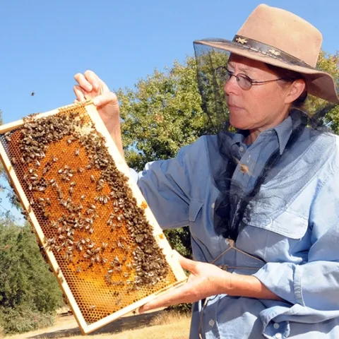 Bee breeder-geneticist Susan Cobey of WSU, former of UC Davis, with a frame at the Harry H. Laidlaw Jr. Honey Bee Research Facility. (Photo by Kathy Keatley Garvey)